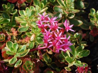 Sedum spurium